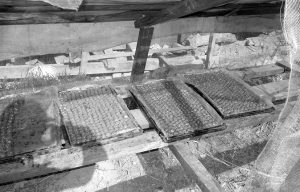 अपाङ्गता भएका व्यक्तिहरुबाट उत्पादित पाउँ तथा अन्य चकलेटहरु