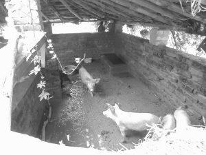 सुंगुर पालन गरिएको तस्विर देखाईएको छ