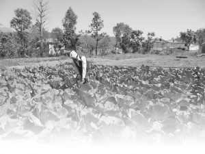 A farmer is working in the field