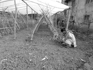A woman is working in a farm